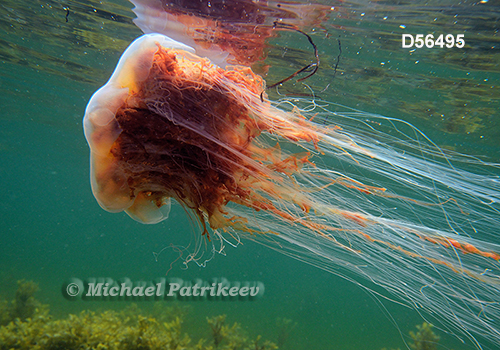 Lion's Mane Jellyfish (Cyanea capillata)